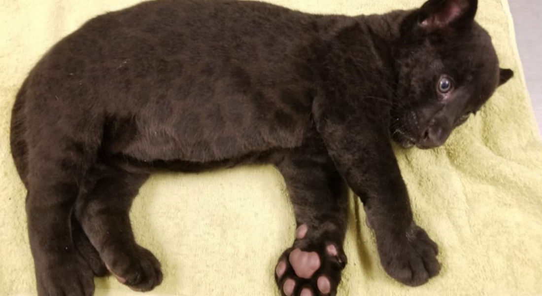 Nace jaguar negro; el nuevo inquilino del zoológico de Culiacán