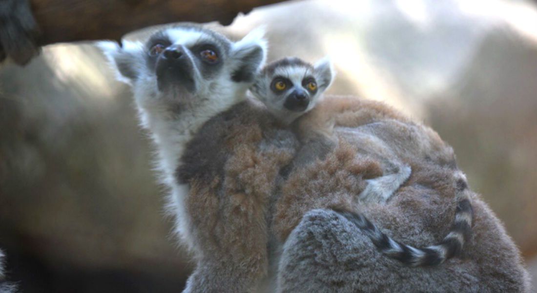 Nacen dos lémures cola anillada en zoológicos de la CDMX