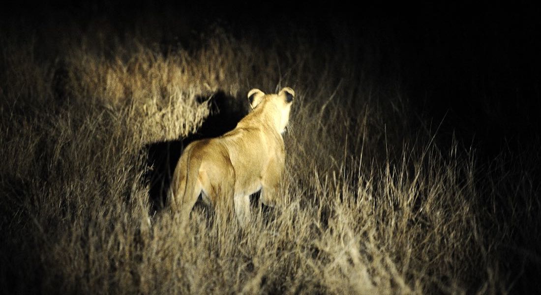 Provocan pánico catorce leones de Sudáfrica luego de escapar de una reserva