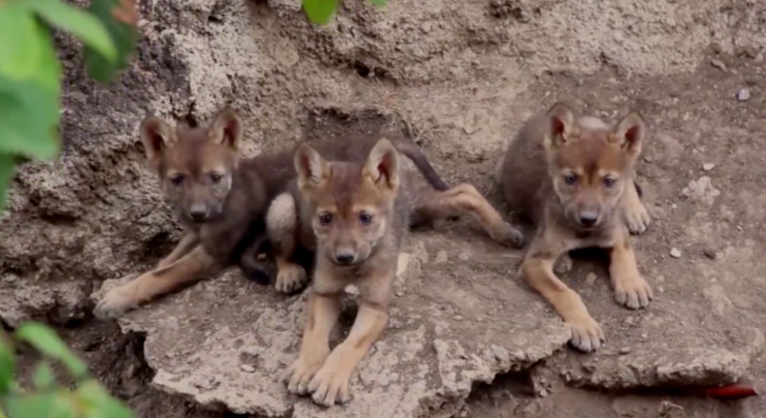 Tres cachorros de lobo mexicano robarán corazones en zoológico de Saltillo