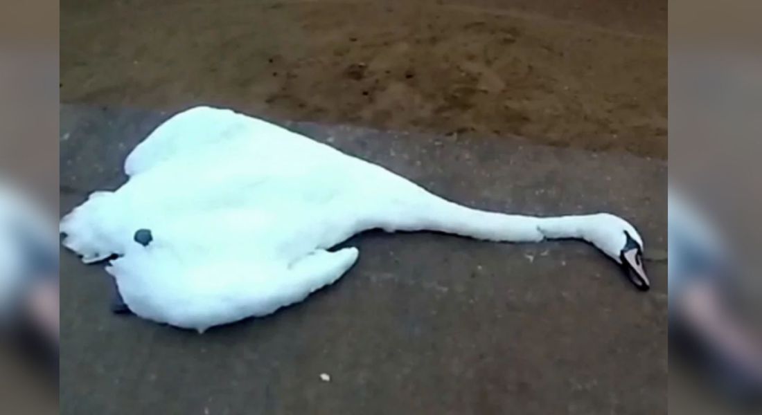 FOTOS: Mujer enloquecida estrangula un cisne en plena vía pública