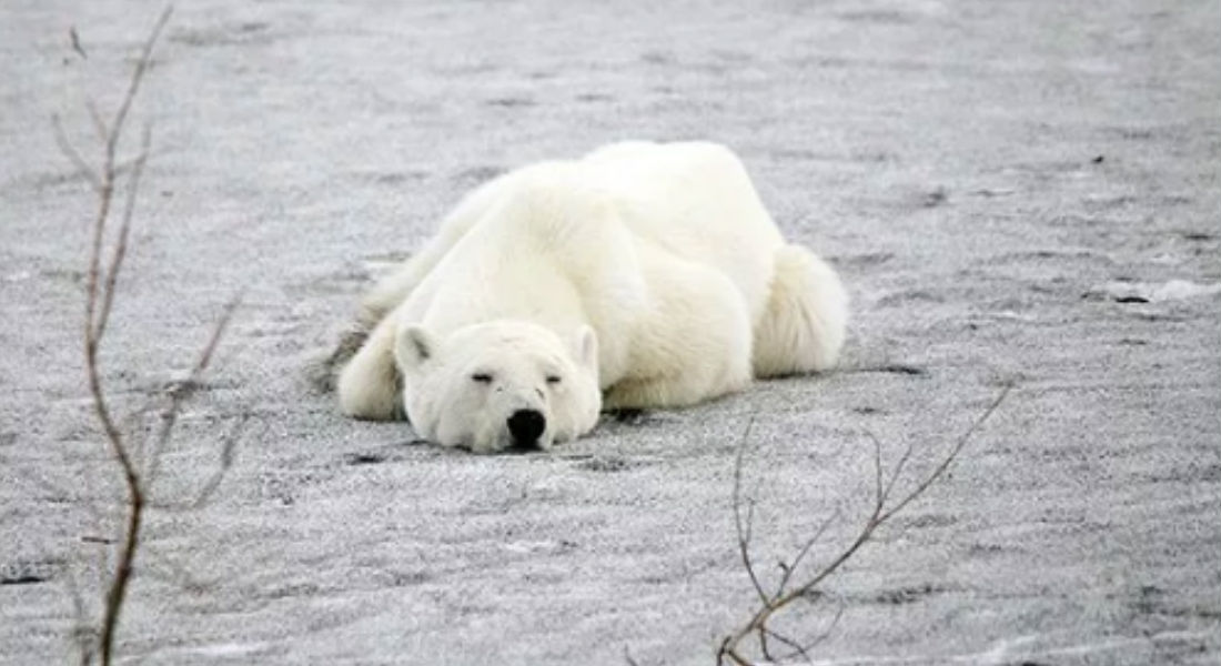 VIDEO: Oso polar hambriento y exhausto busca comida en basureros de Rusia