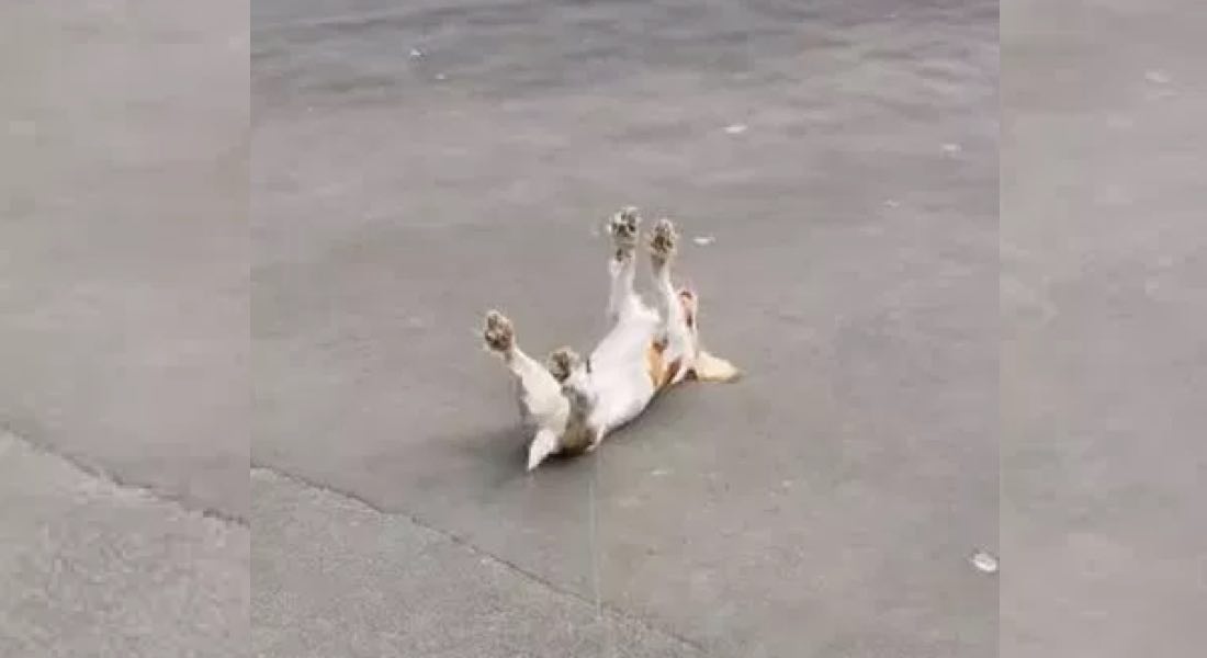 VIDEO: Esta es la triste realidad del perrito que se desmaya al ver patos