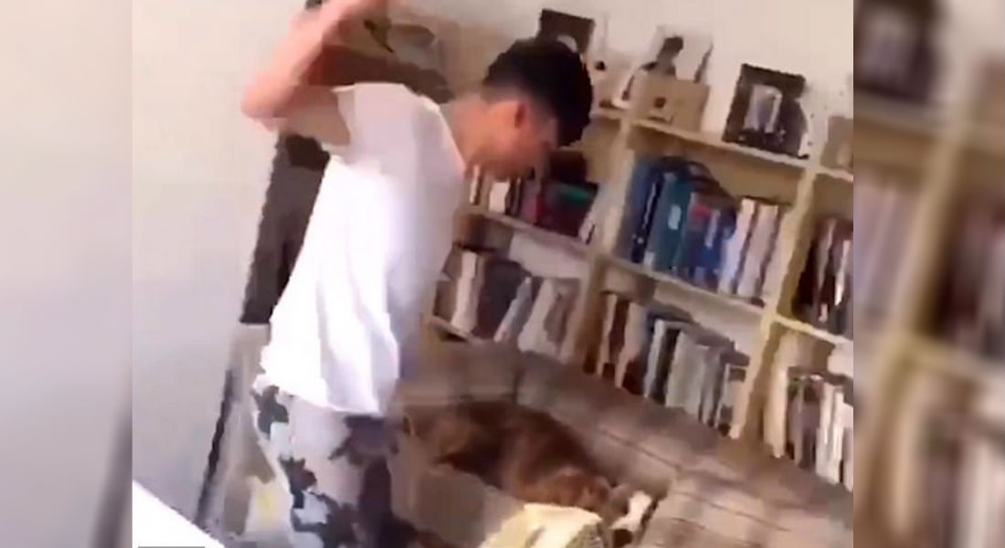 VIDEO: Joven es captado dándole puñetazos a su perro