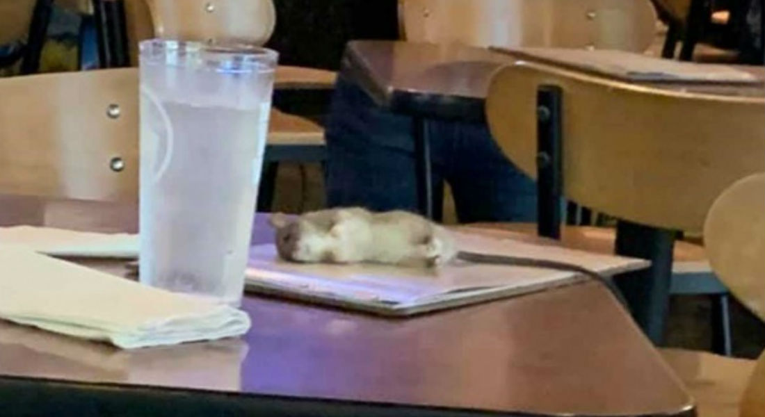 Enorme rata cae del techo a la mesa de un restaurante de alitas