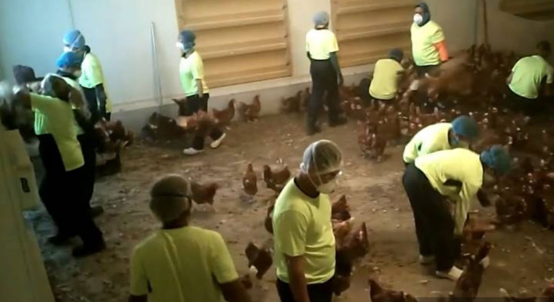 VIDEO: Torturan gallinas porque “se siente bien” y son captados infraganti