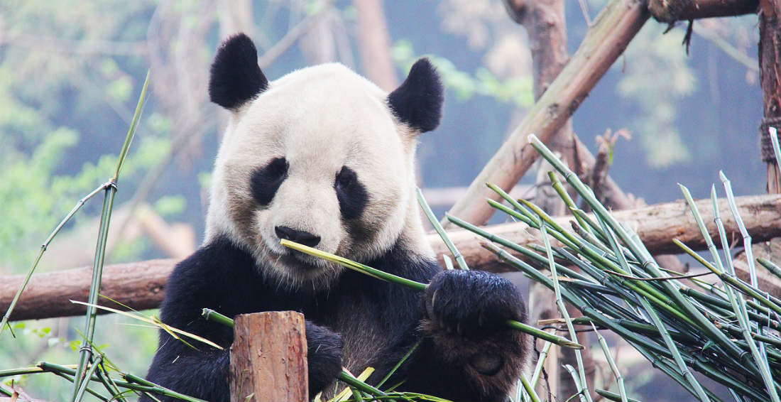 Oso panda asegura la supervivencia de su especie con dos crías