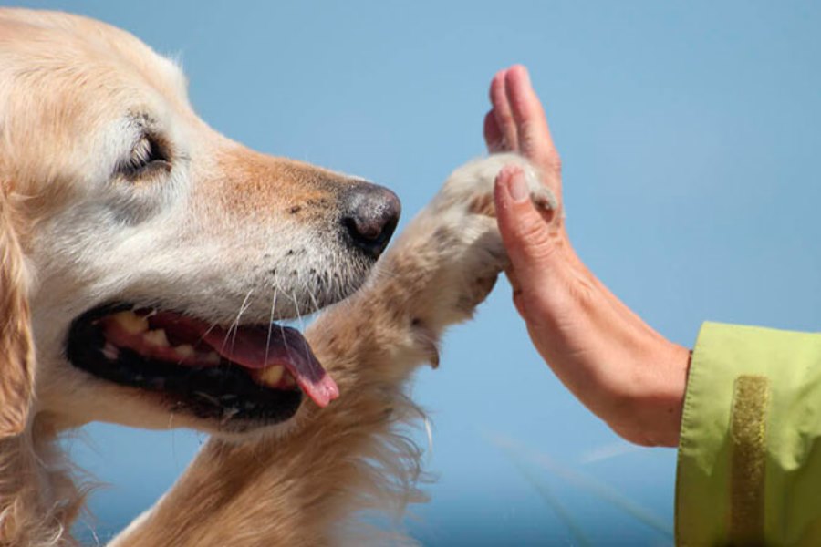 Los perros son la mejor terapia para los veteranos de guerra