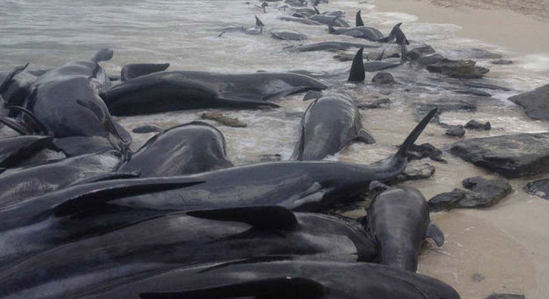 Encuentran 50 ballenas piloto muertas: vararon en la playa