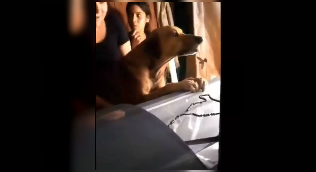 VIDEO: Perrito dice adiós con lágrimas a su amo muerto