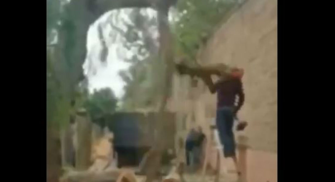VIDEO: Árbol le arranca la cara a un hombre que estaba podándolo