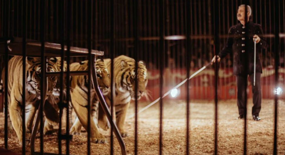 Cuatro tigres asesinan al famoso domador italiano Ettore Weber