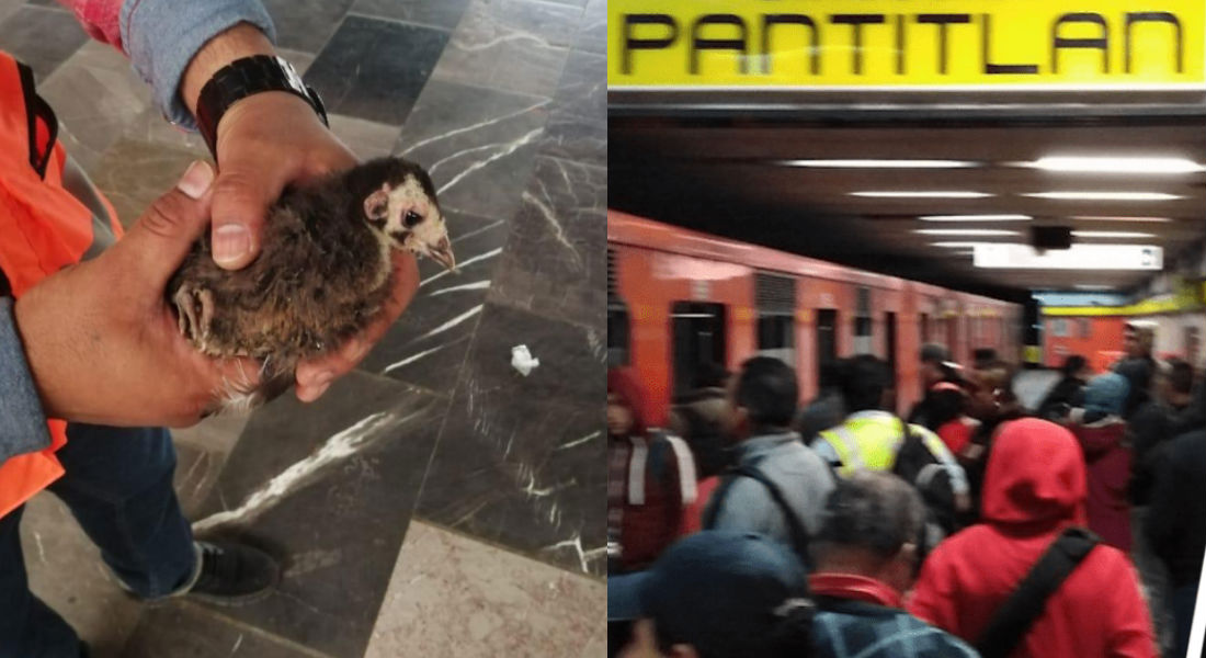 Rescatan a guajolote bebé que caminaba en las vías del metro Pantitlán