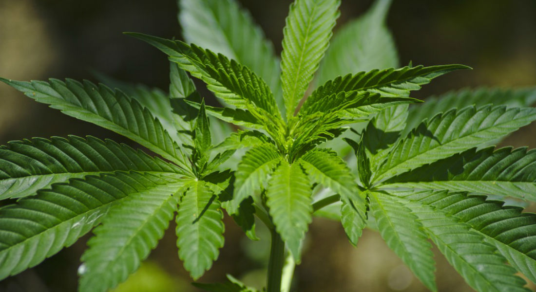 Hawái despenaliza la posesión de pequeñas cantidades de marihuana