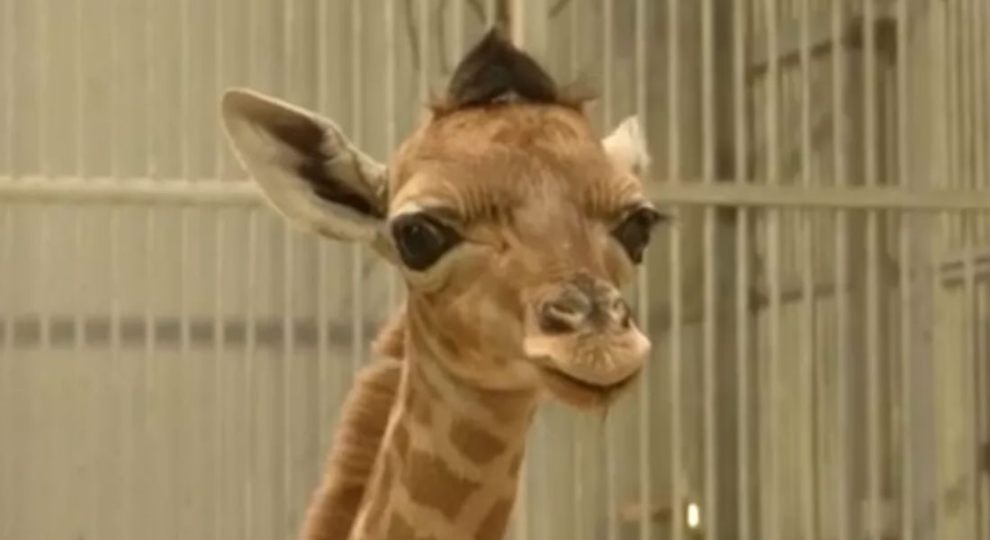 VIDEO: Nace jirafa con copete en zoológico de París