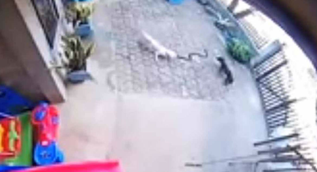 VIDEO: Perritas pelean con una cobra para proteger a su familia; una murió