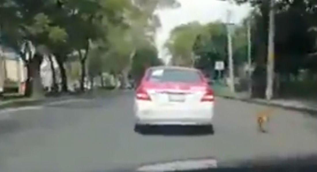 VIDEO: Perrito persigue a taxista que lo abandonó en Azcapotzalco