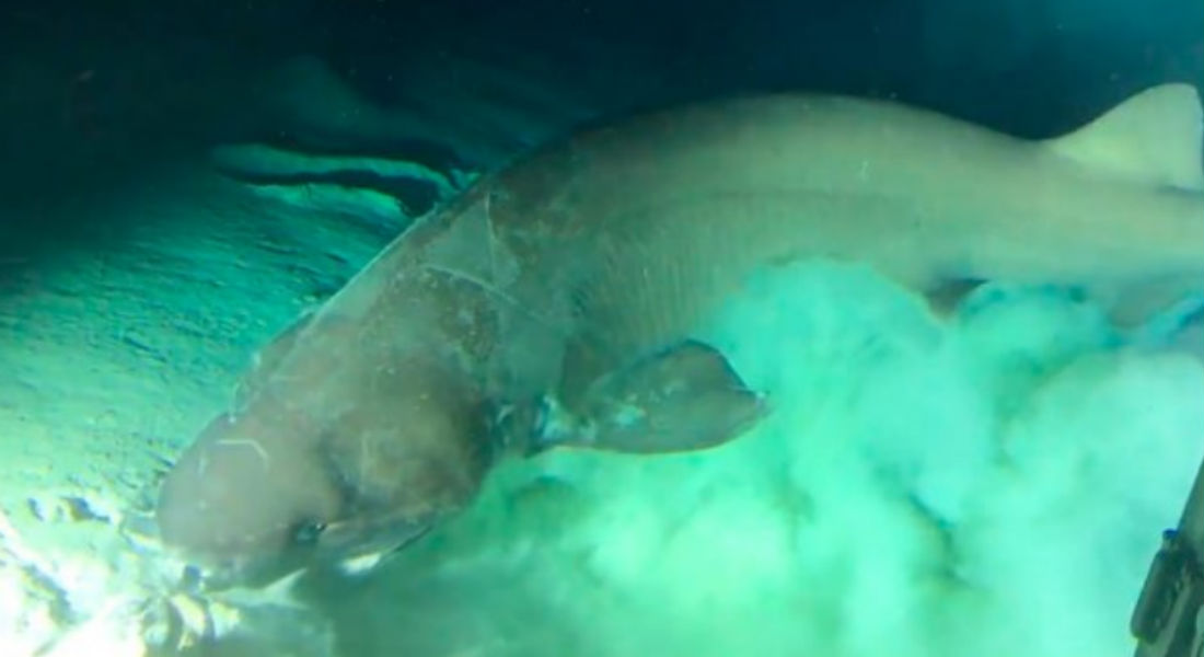 VIDEO: Tiburón “prehistórico” es captado por primera vez en la historia