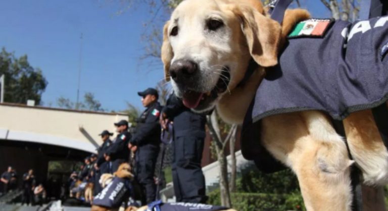 perros de la Policía Federal