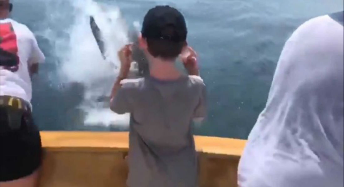 VIDEO: Tiburón blanco arrebata pez a familia que salió a pescar
