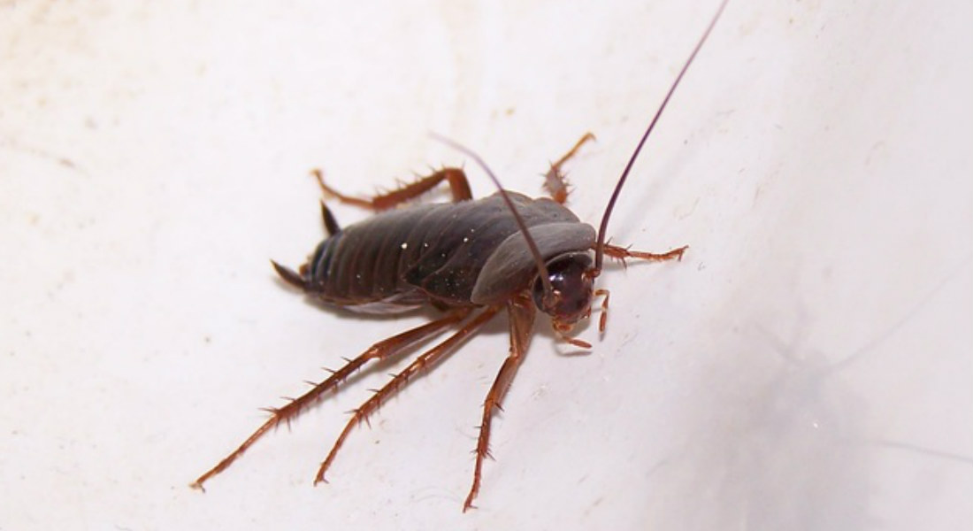 Las cucarachas pronto serán «imposibles de matar», revela estudio