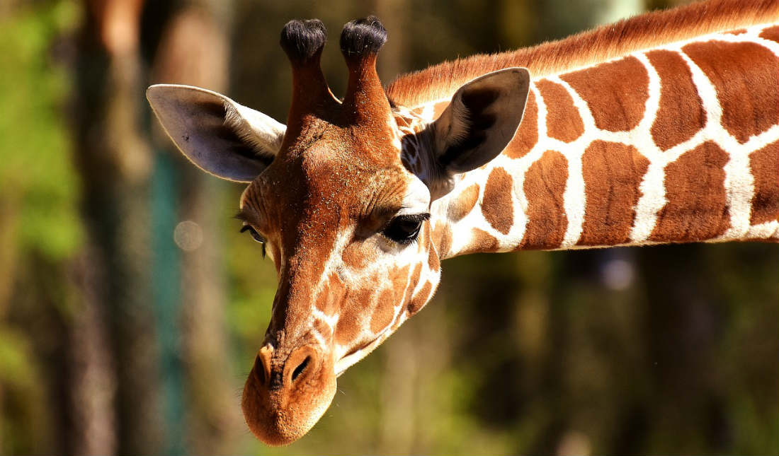 VIDEO: Hombre burla seguridad del zoológico para montar una jirafa. Estaba ebrio