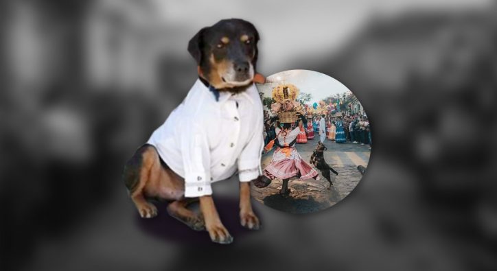 Mazapán, el perro bailarín, vestirá guayabera en la Guelaguetza 2019