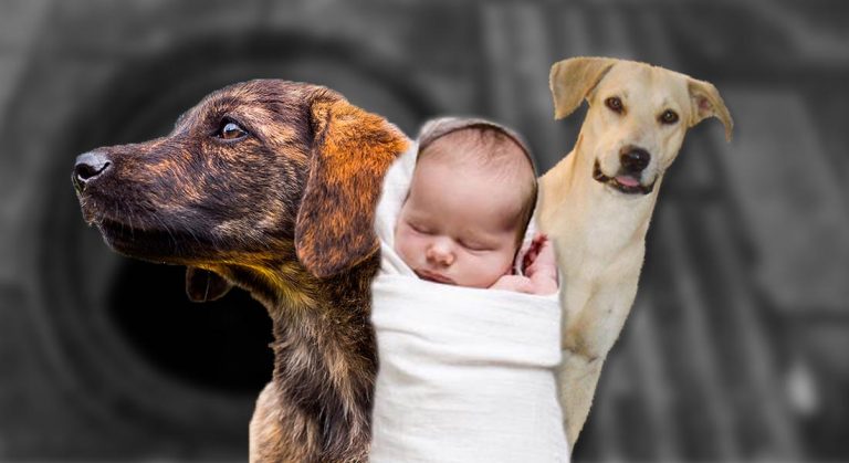 Perros rescatan a recién nacida