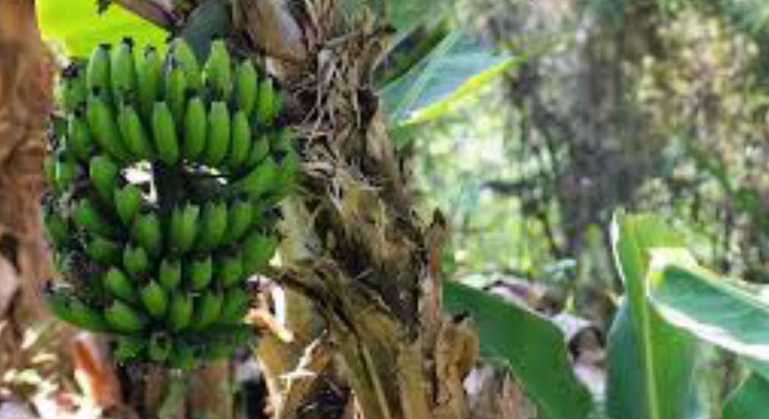 Alerta por plaga del plátano en países centroamericanos y México