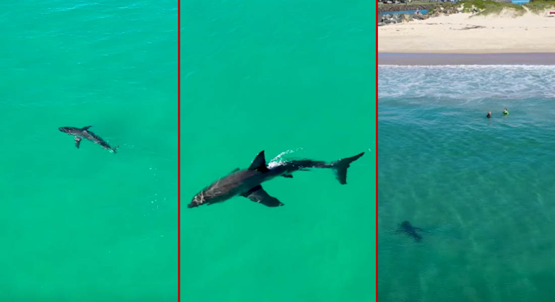 VIDEO: Tiburón asecha a niños en la playa; dron graba el peligroso encuentro