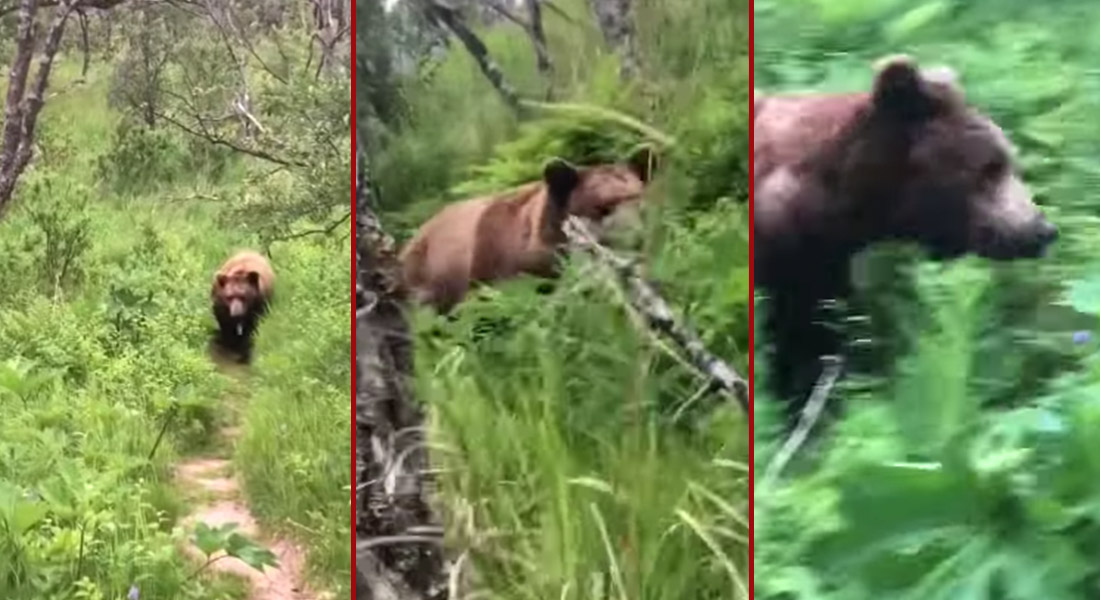 VIDEO: Gigantesco oso sorprende a pareja en un paseo por el bosque