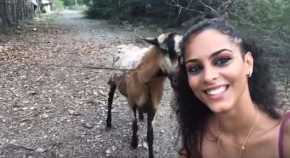 VIDEO: Cabra embiste a chica que pretendía tomar una selfie