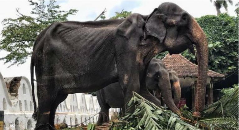 tikiri elefanta desnutrida