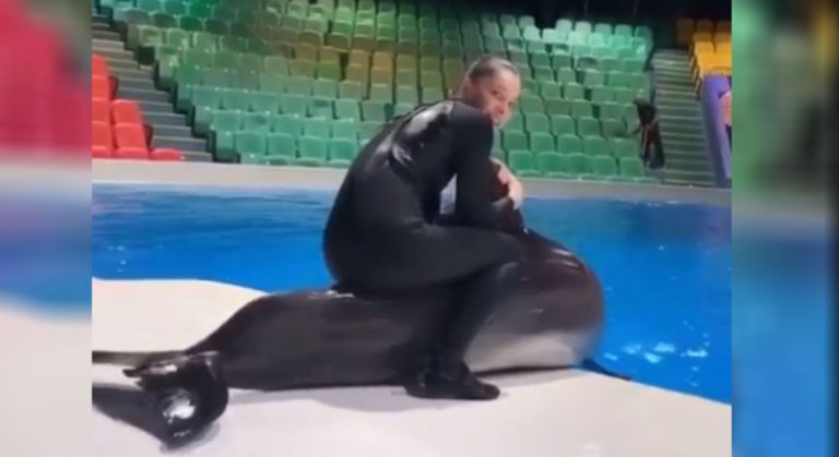 entrenadora maltrata a delfín