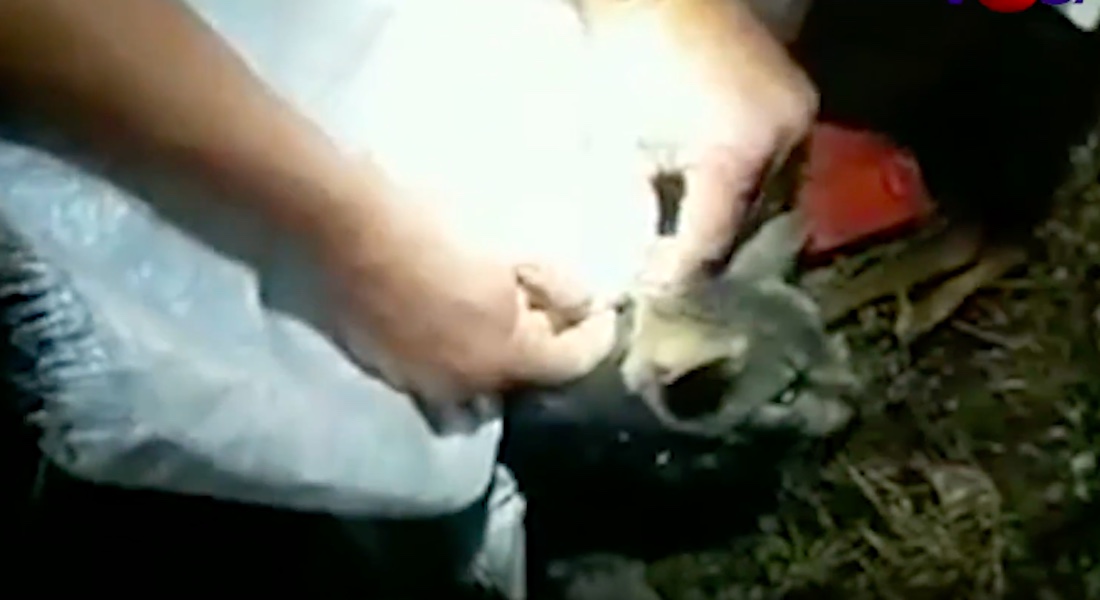 VIDEO: Gato contrabandista intenta meter celulares a prisión