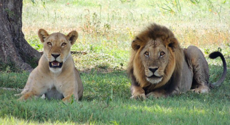 leones sudáfrica