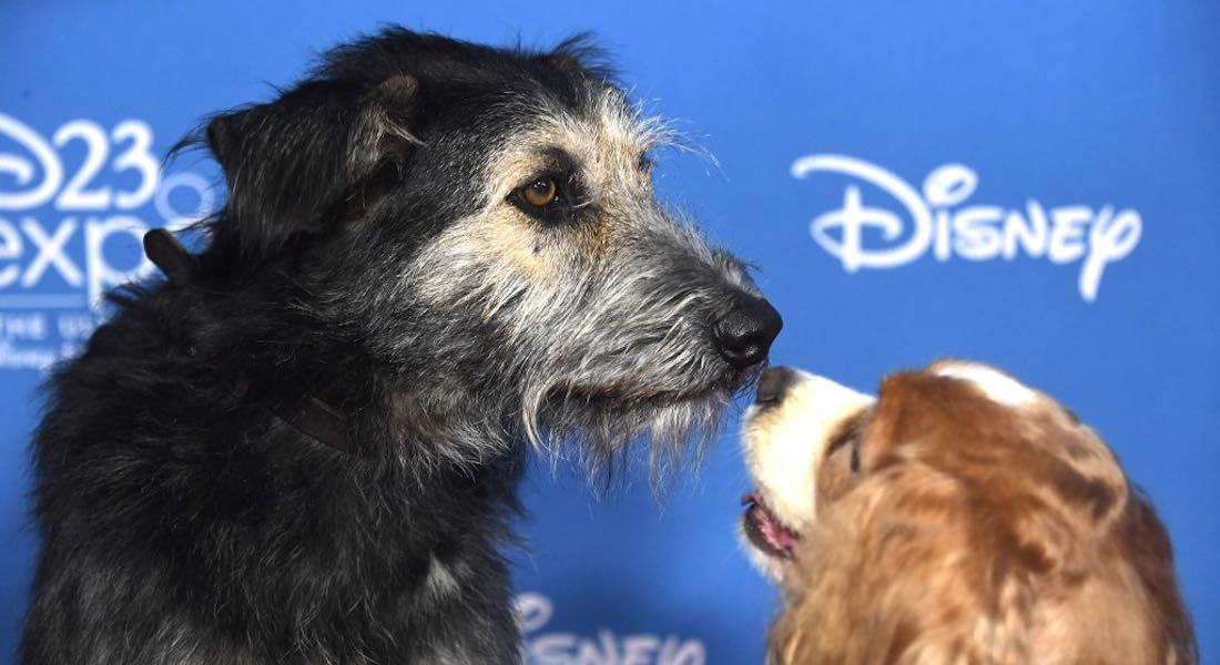 Monte, el perro que Disney adoptó para ser la estrella de La Dama y el Vagabundo