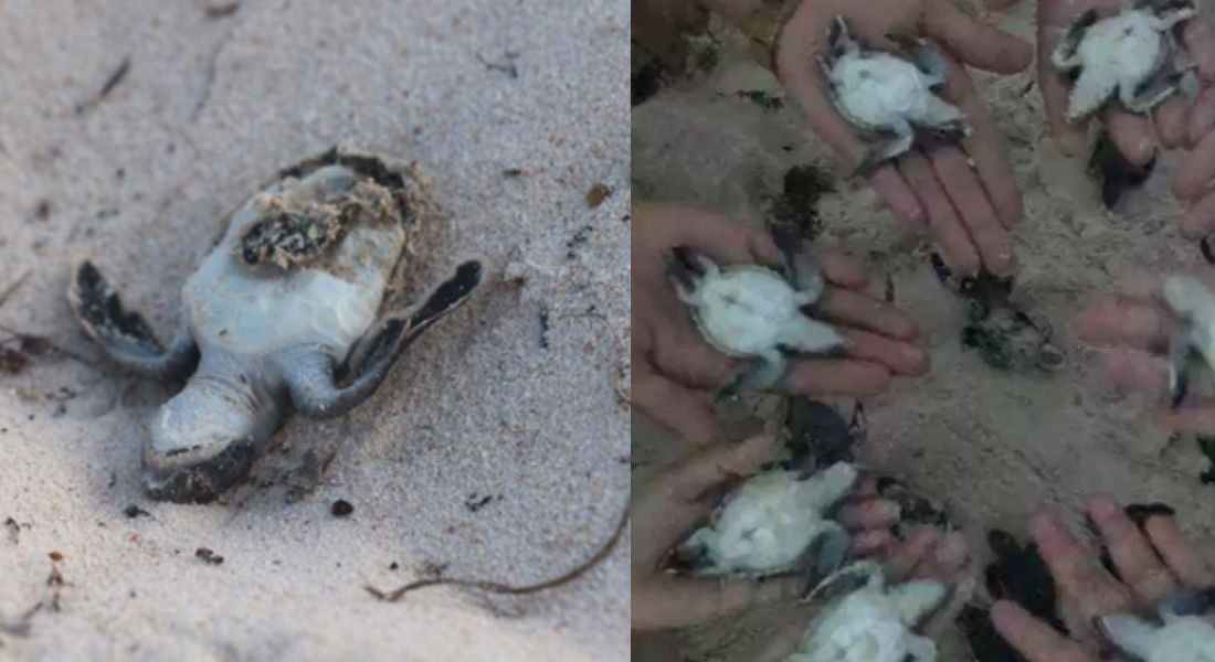 Sargazo mata a cientos de tortugas en playas de Tulum
