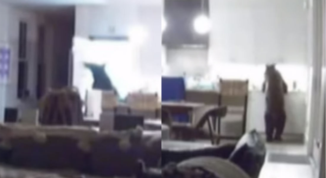VIDEO: Oso gigante saquea refrigerador de una casa y arma festín