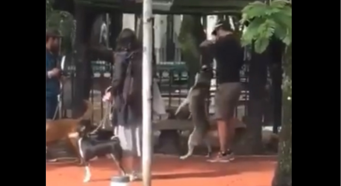 VIDEO: Captan a hombre mientras ahorca a Husky hasta el desmayo