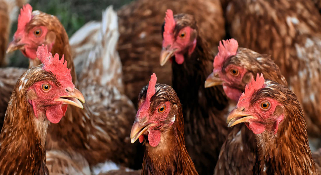 Rescatan a gallinas de las «mañas» de gallos violadores, según veganos