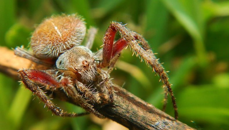 Científicos descubren una especie de araña capaz de comer carne humana