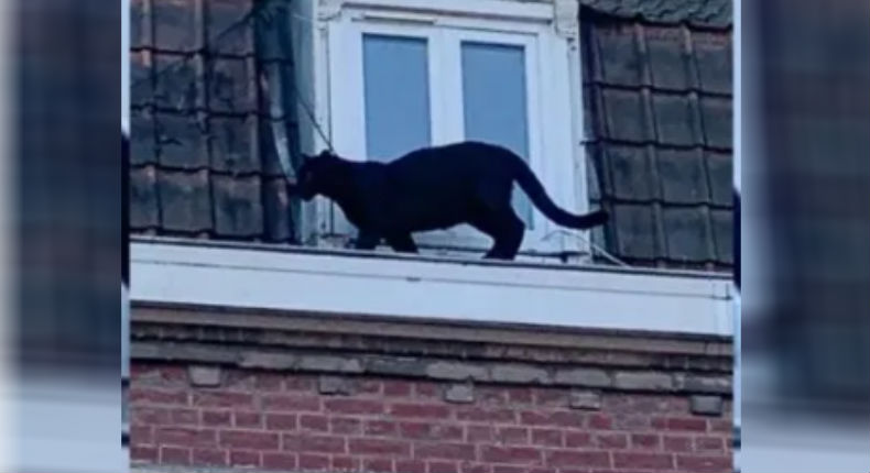 ¡No era un gato! Capturan a pantera que vagaba en el techo de un edificio
