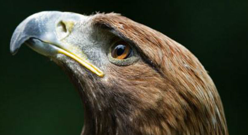 Club América lanza proyecto para conservar al águila real