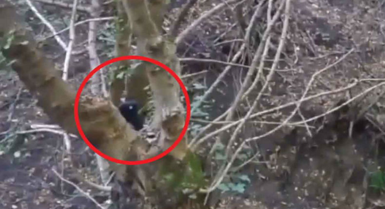 VIDEO: Captan a un “alien” mientras observaba a un hombre en el bosque