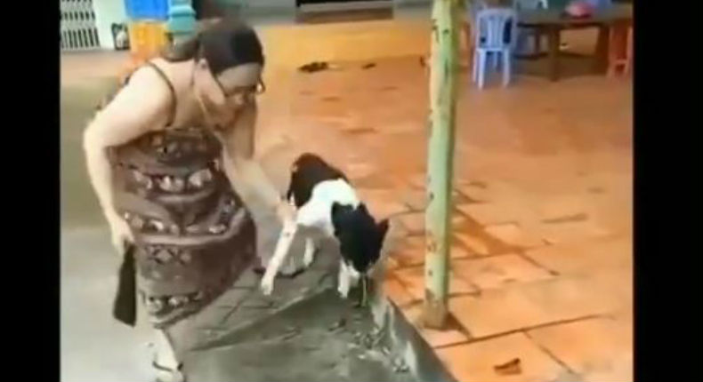 VIDEO: Mujer mutila la pata de una perrita por comerse unos patos