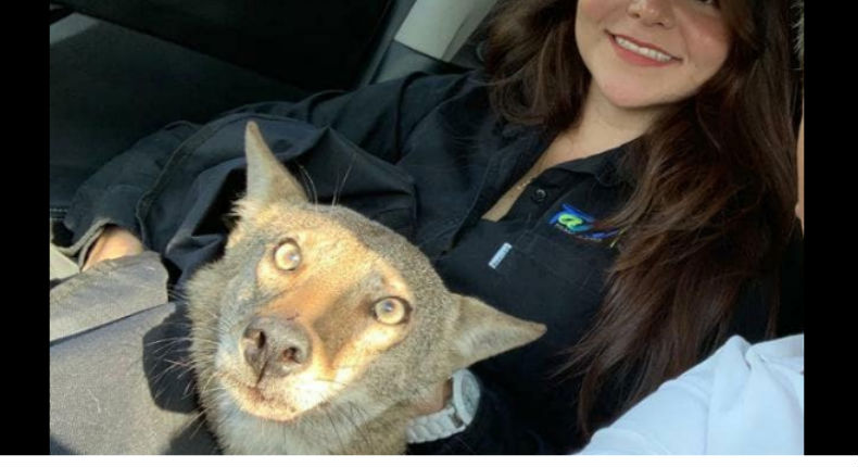 Ella pensó que había rescatado a un perrito… resultó ser un coyote