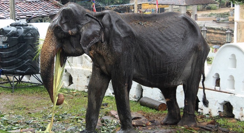 Muere Tikiri, la elefanta desnutrida y explotada por 70 años