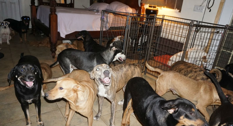 Mujer refugia 97 perros abandonados durante el paso del huracán Dorian