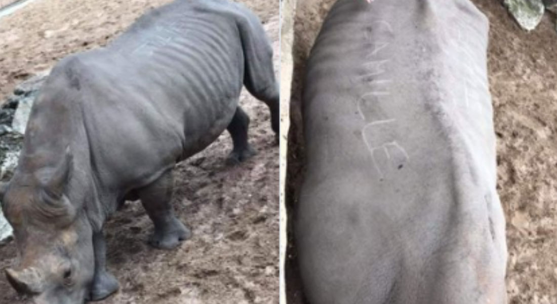 Turistas escriben sus nombres en el lomo de un rinoceronte